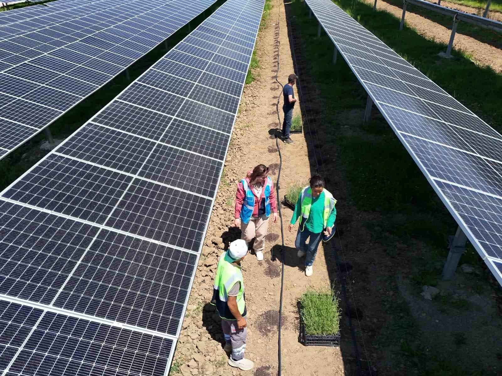 Ladik GES’te agrivoltaik tarımda hasat zamanı