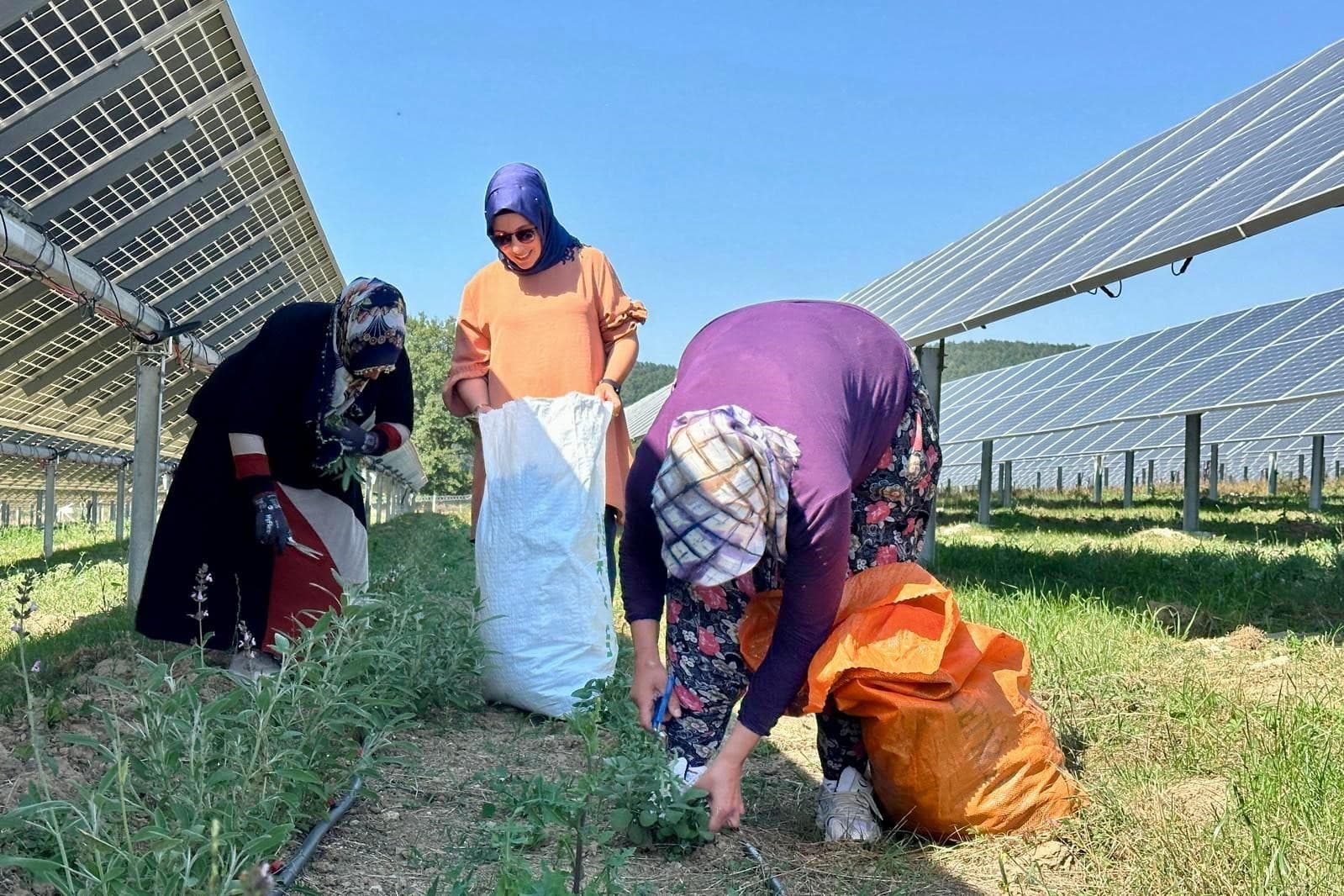 Ladik GES’te agrivoltaik tarımda hasat zamanı