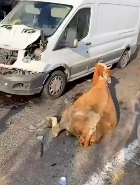 Minibüsün çarptığı inekler son anda kesildi