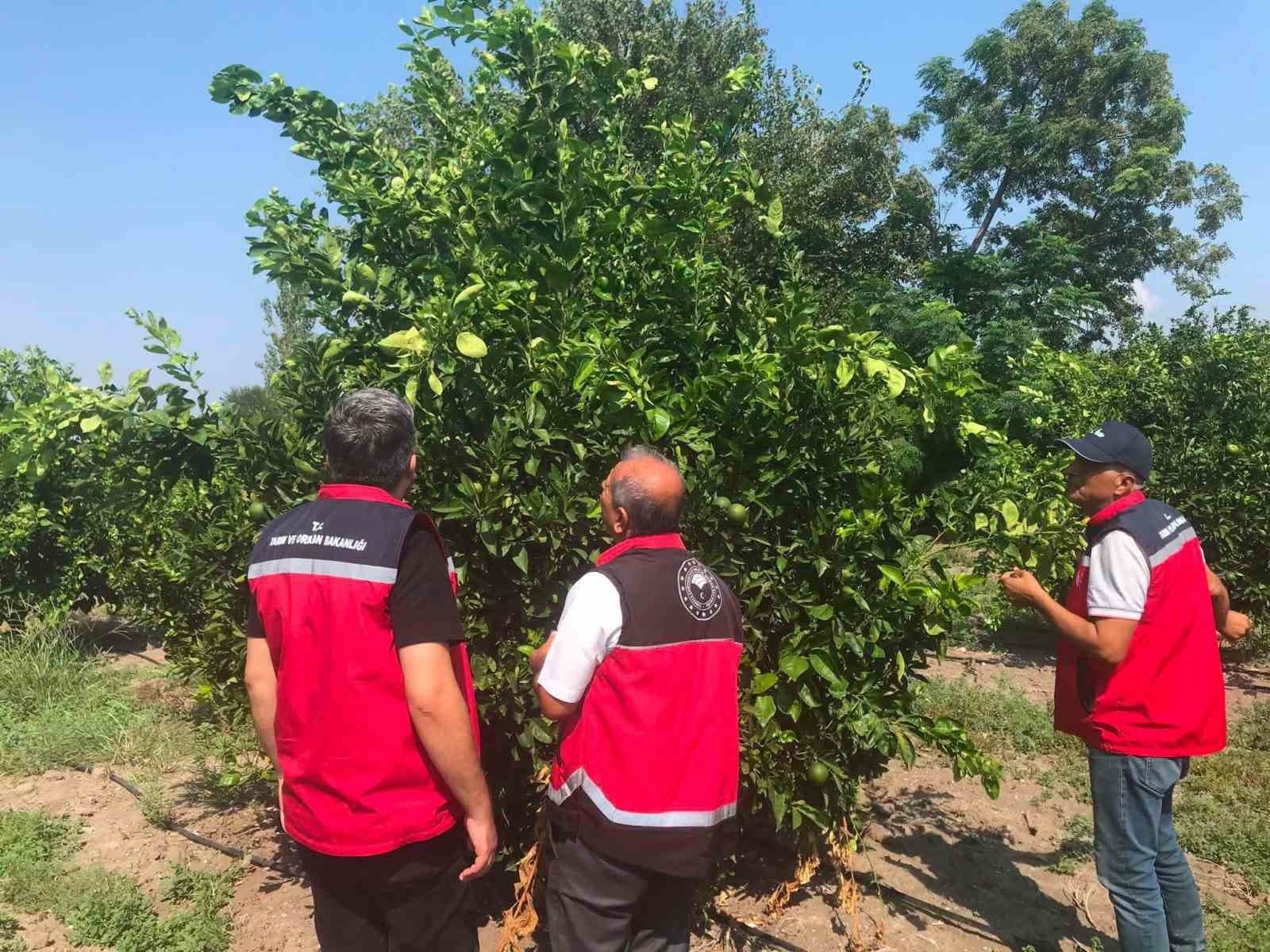 Erzin’de narenciye bahçelerinde hastalık denetimi yapıldı