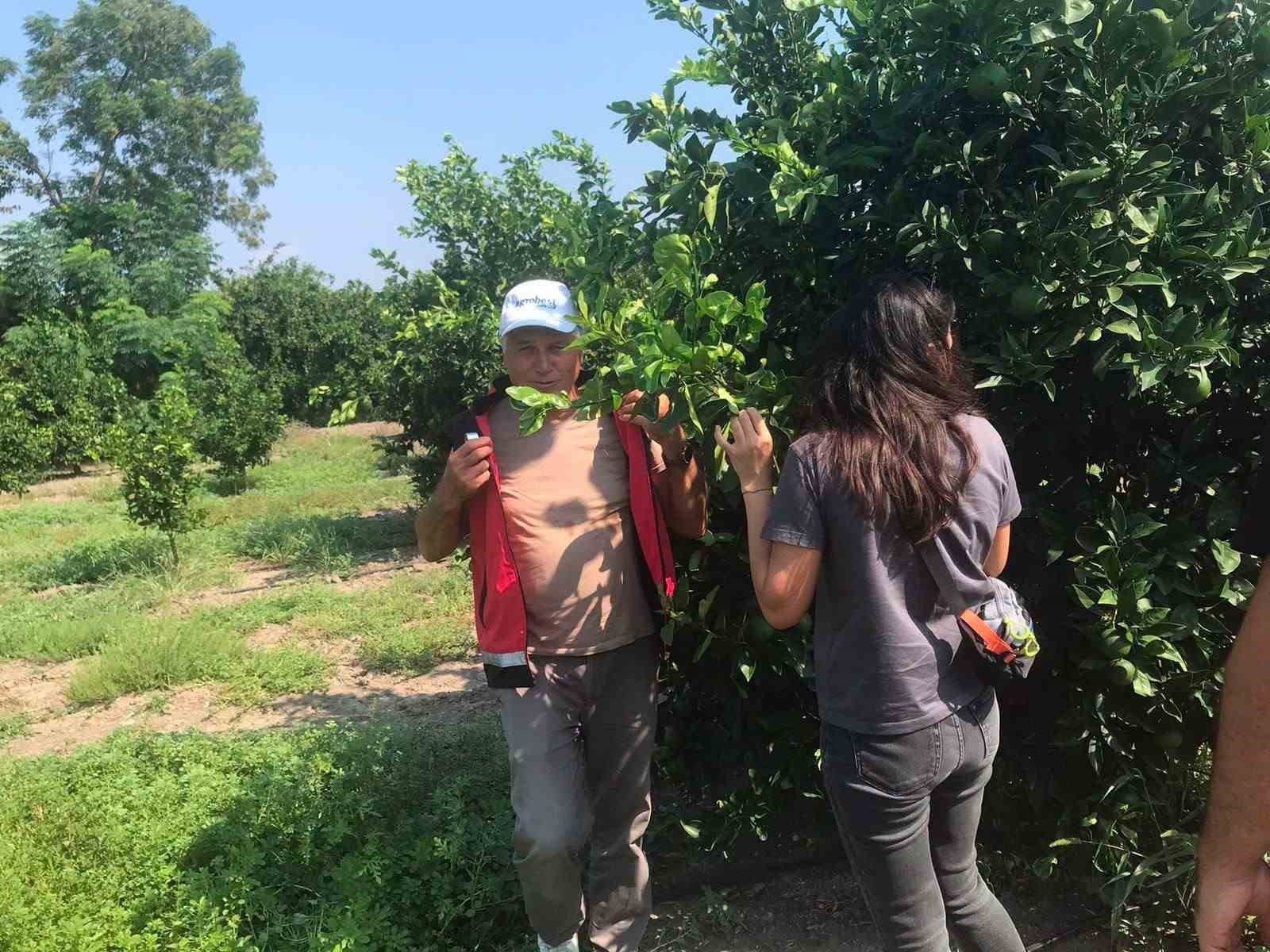 Erzin’de narenciye bahçelerinde hastalık denetimi yapıldı