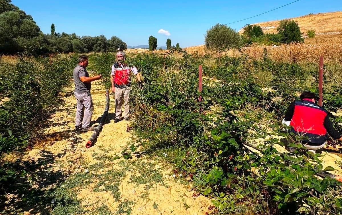 Dumlupınar Selkisaray Köyü’nde böğürtlen üretim alanı kontrol edildi
