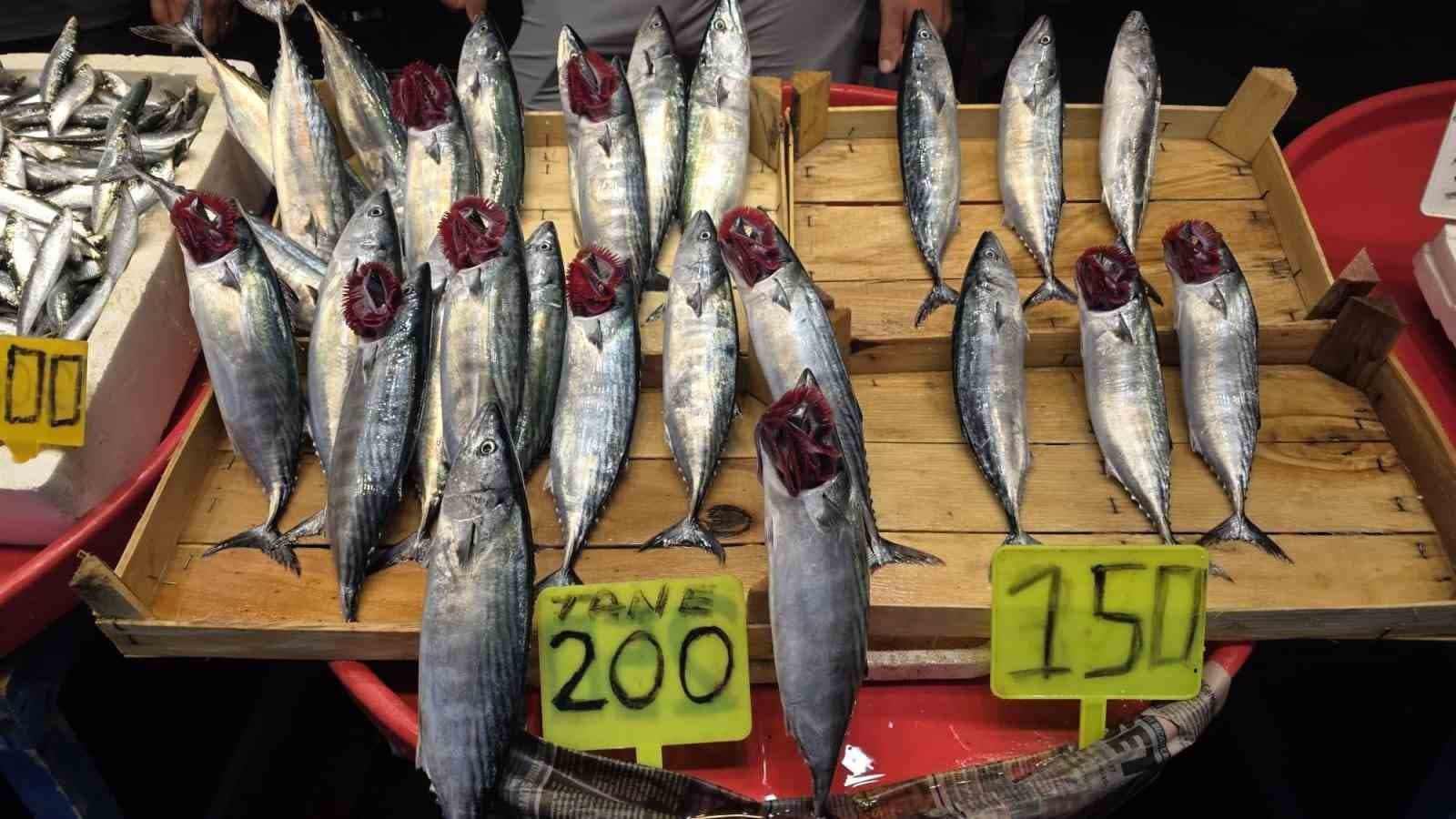 Eylül ayında palamuta doyacağız