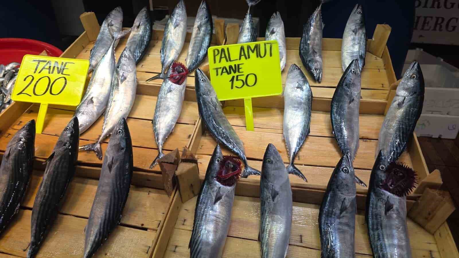 Eylül ayında palamuta doyacağız