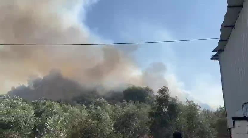 Aksu’da ormanlık ve zeytinlik alanda yangın