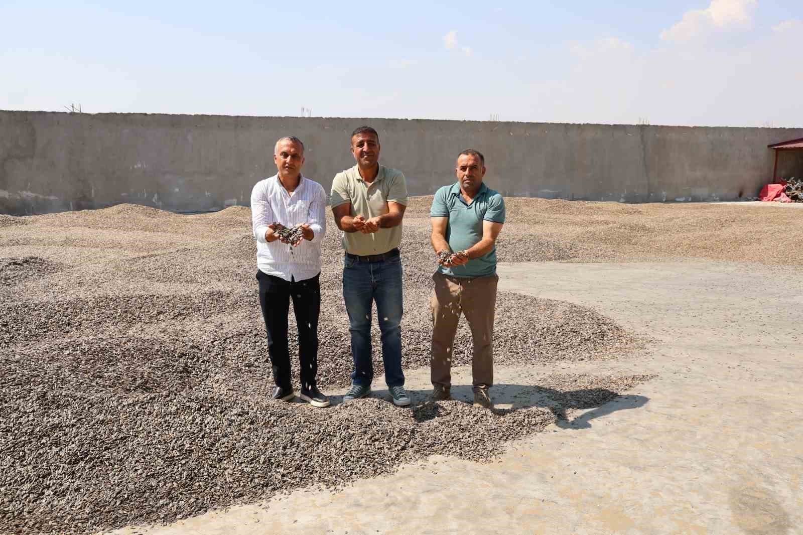Kahramanmaraş’ta ay çekirdeği hasadı