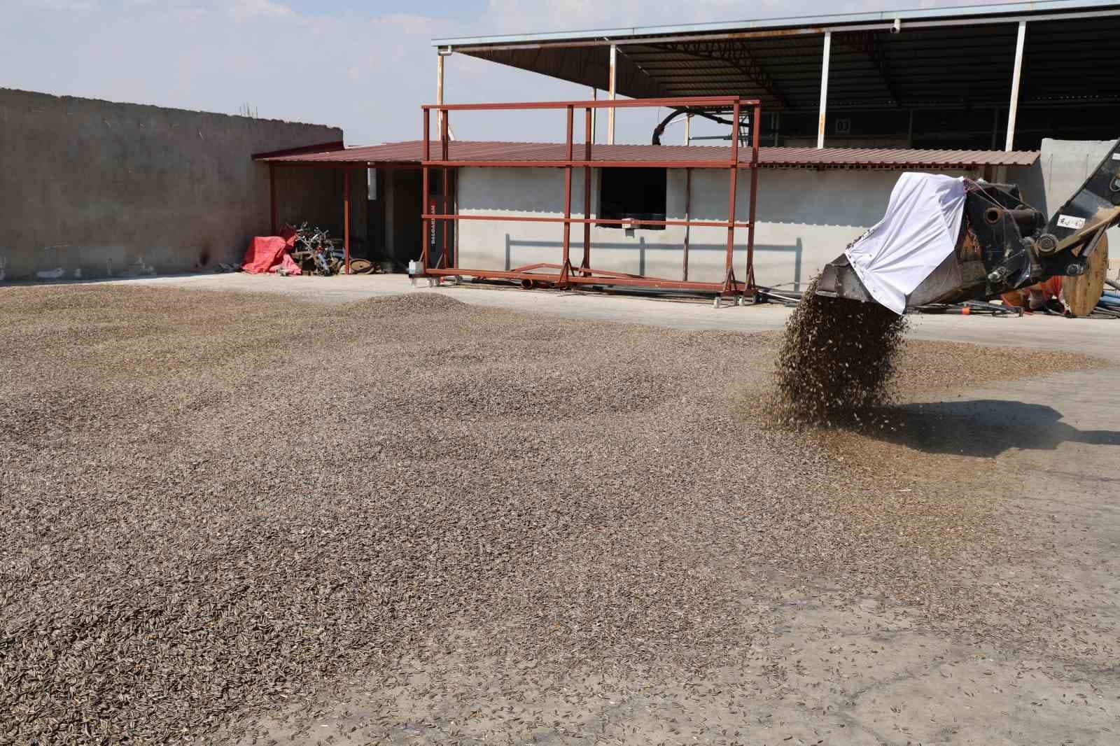 Kahramanmaraş’ta ay çekirdeği hasadı
