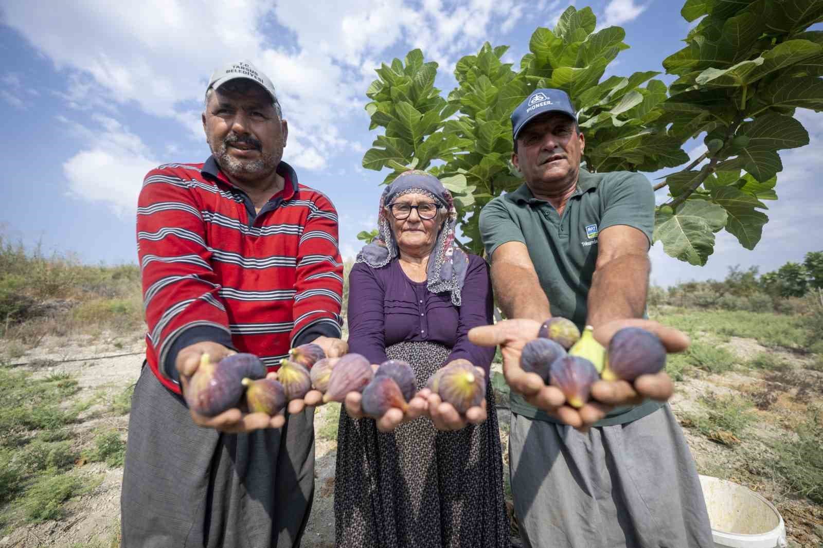 Mersin Siyah İnciri üreticisinin yüzünü güldürdü