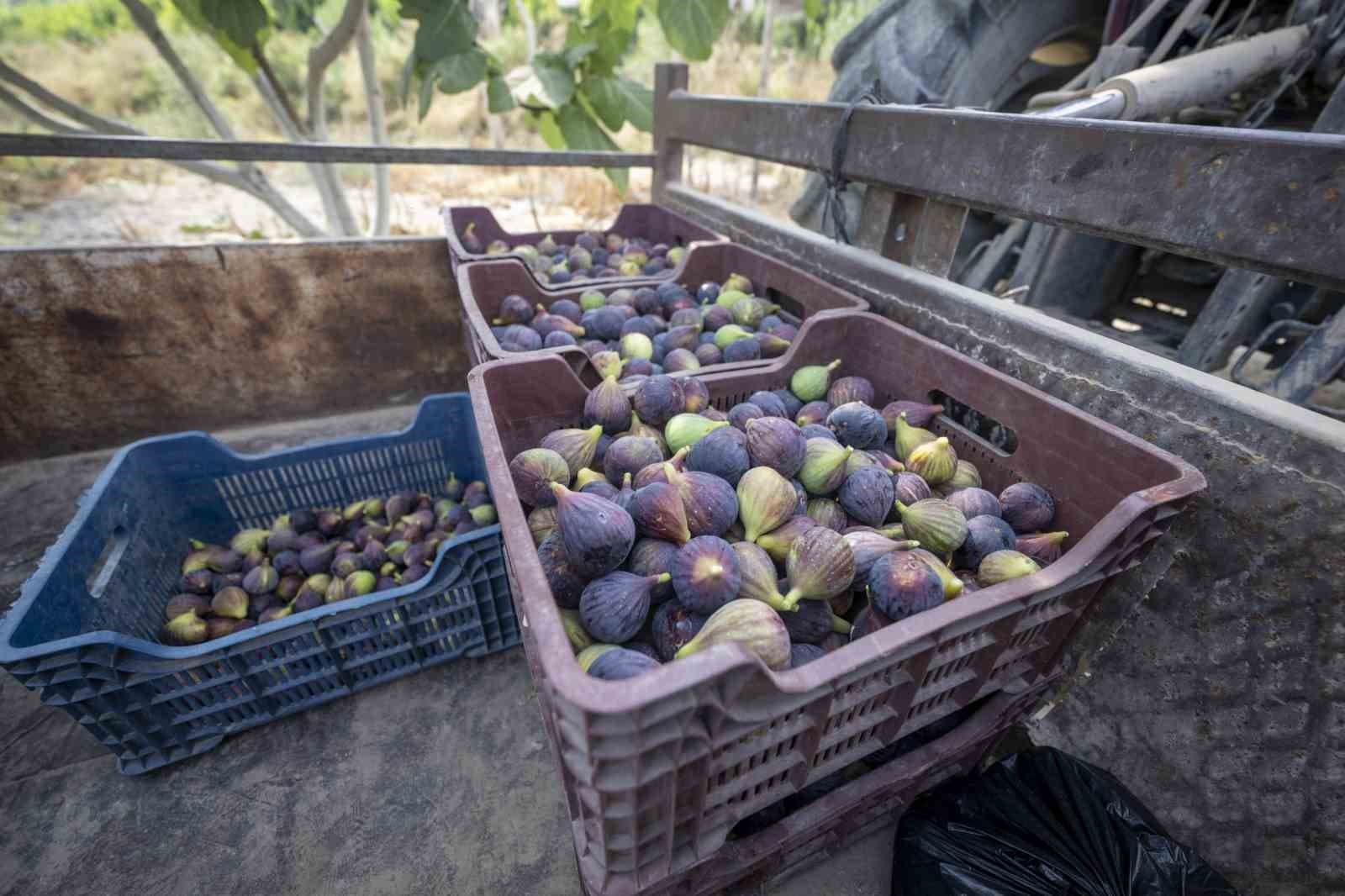Mersin Siyah İnciri üreticisinin yüzünü güldürdü