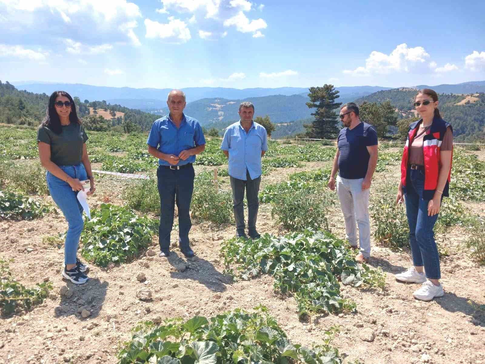 Emet Göncek köyünde organik kavun üretim alanları denetlendi