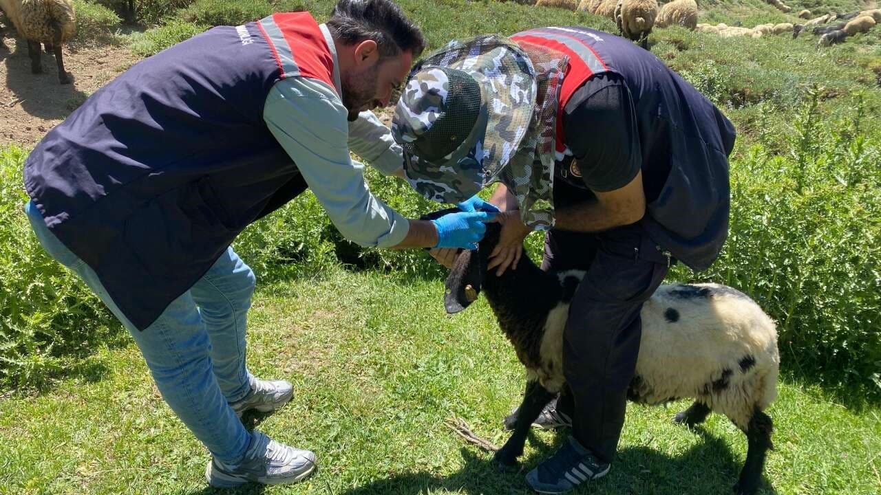 Şırnak’ta veteriner hekimlerden yaylalarda sağlık taraması ve eğitim seferberliği