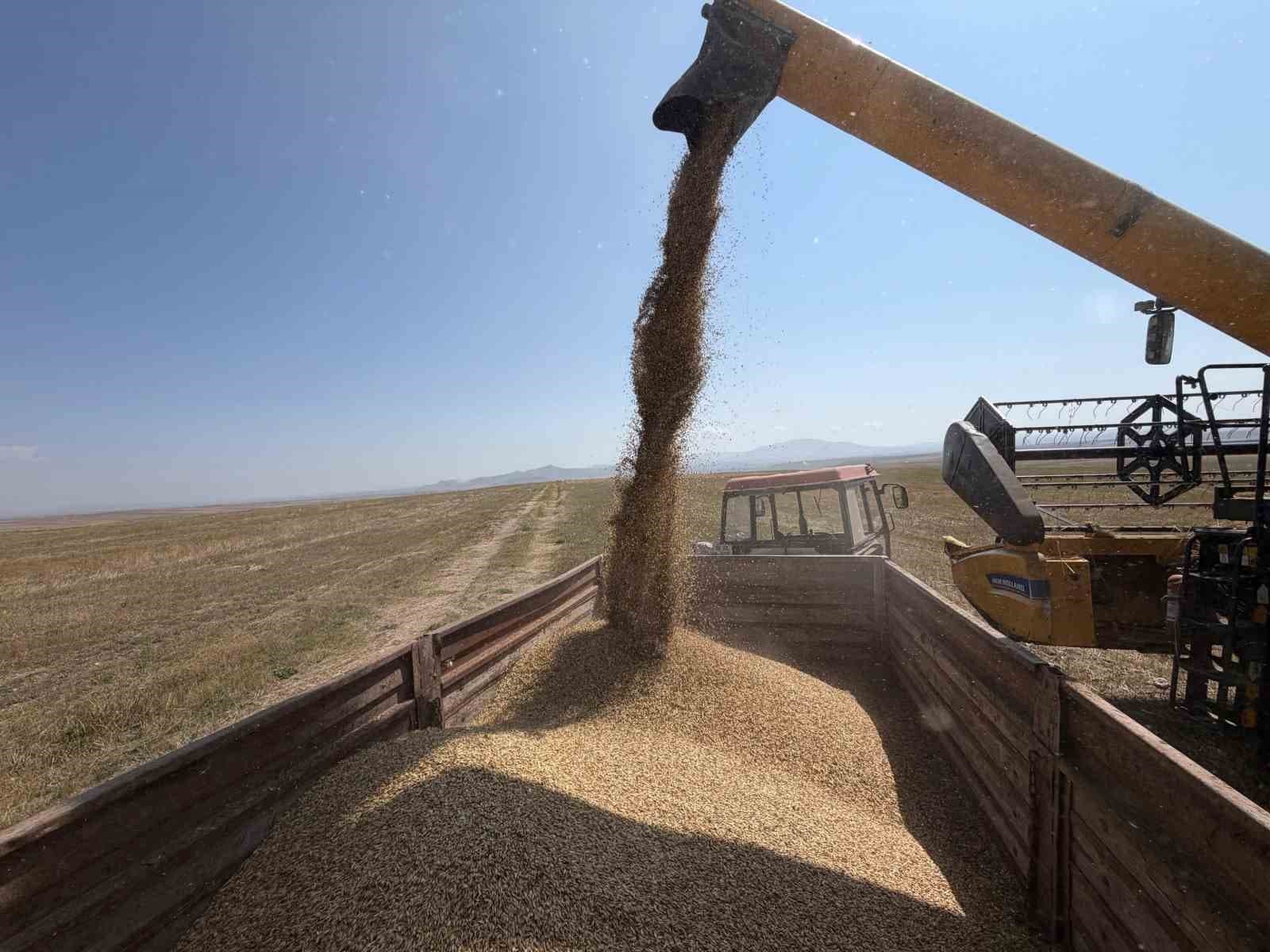 Kars’ta binlerce yıllık Kavılca buğdayında hasat mesaisi başladı