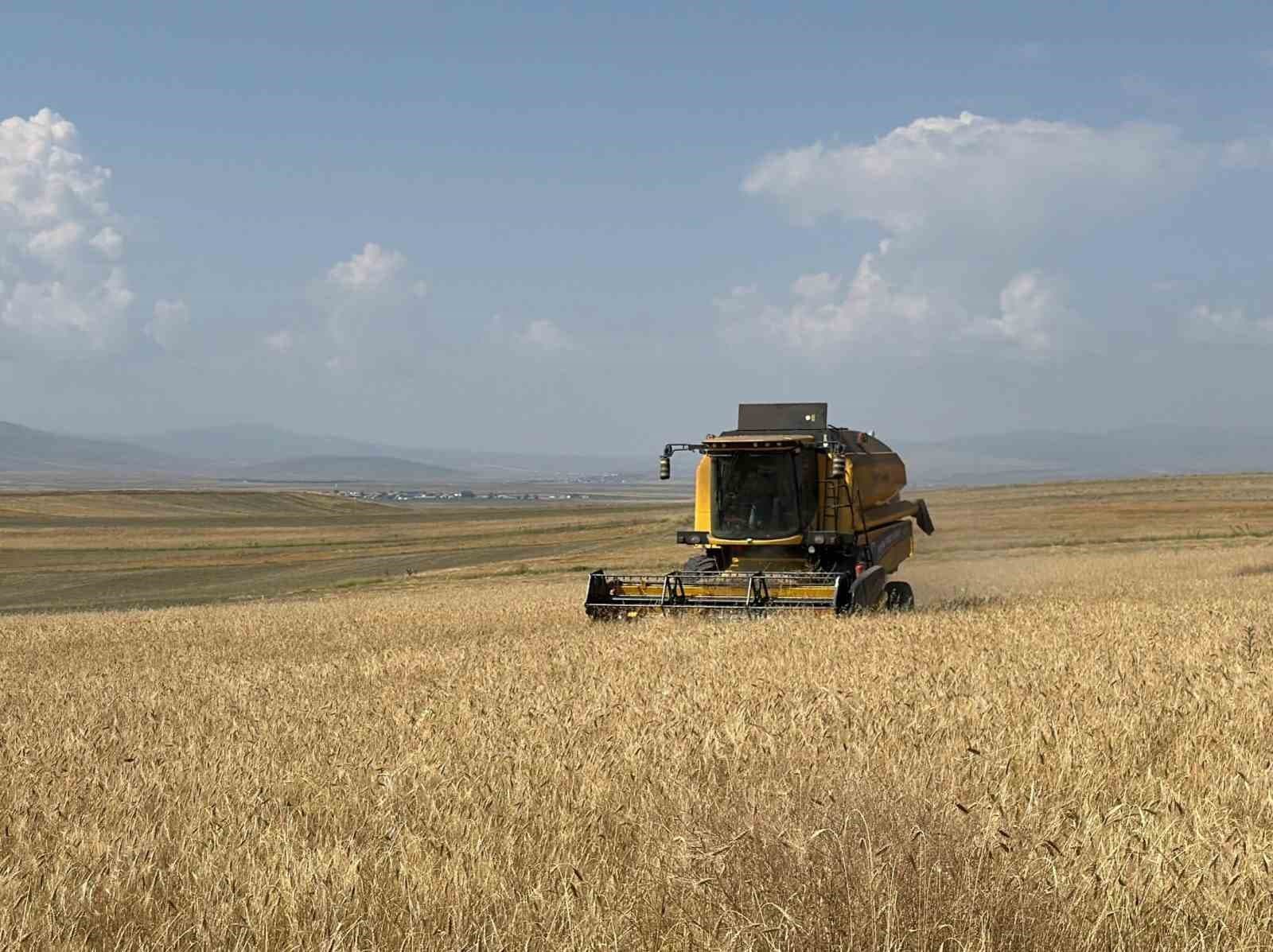 Kars’ta binlerce yıllık Kavılca buğdayında hasat mesaisi başladı