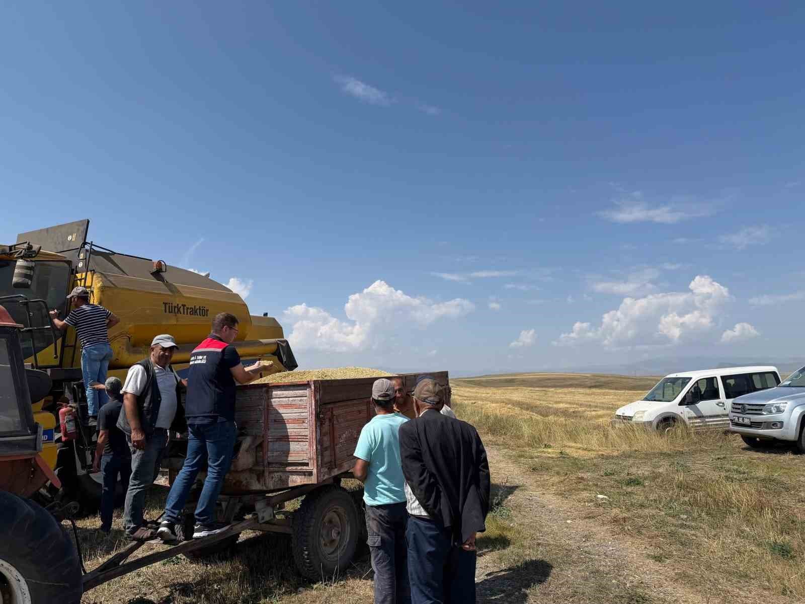 Kars’ta binlerce yıllık Kavılca buğdayında hasat mesaisi başladı