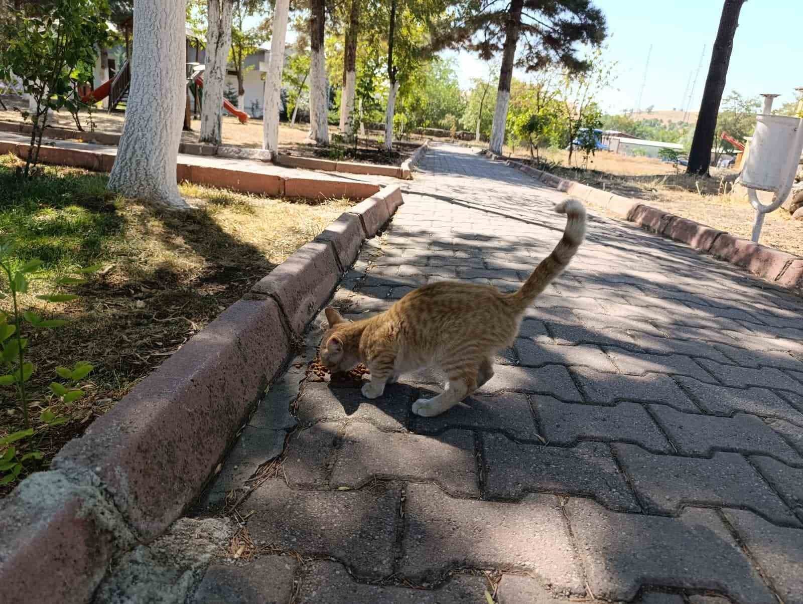 Arguvan’da can dostları aç ve susuz bırakılmıyor