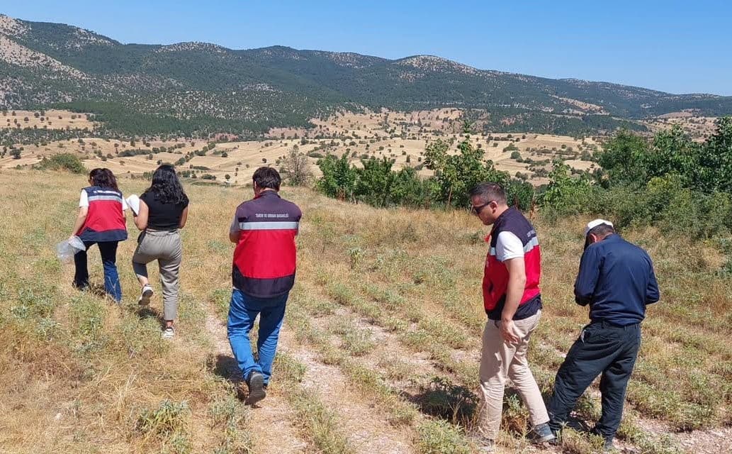 Hisarcık Karbasan köyünde organik adaçayı üretim alanları denetlendi